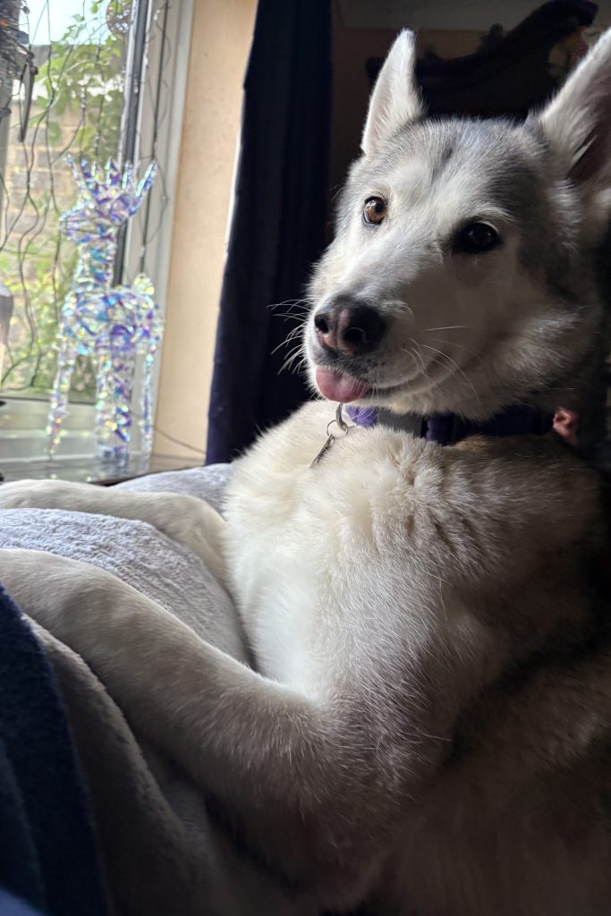 A beautiful grey and white husky dog with pointed ears sitting with her paws up on the back of a sofa. She has her tongue sticking out just a tiny bit.